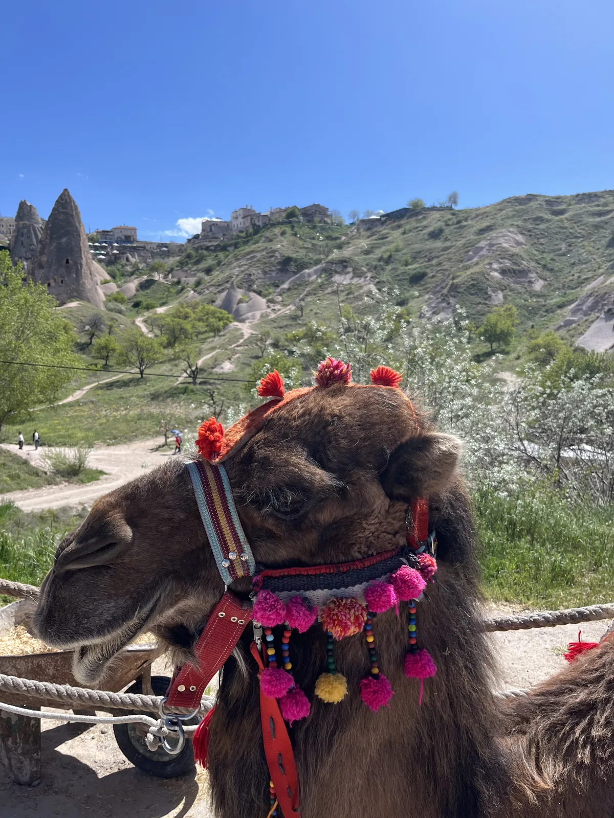 Camel Riding